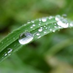 Leaf with Drops of Water