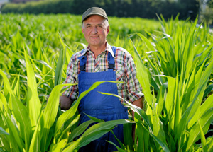 licensing-opportunity-farmer-in-corn-field