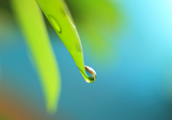 Bright green leaf with drop